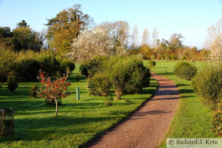 The Evergreen Shrubbery, Croome Park, Worcestershire