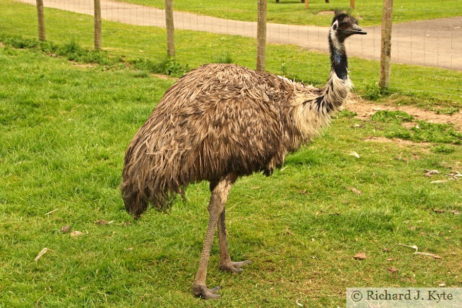 Emu, Birdland Park and Gardens, Gloucestershire