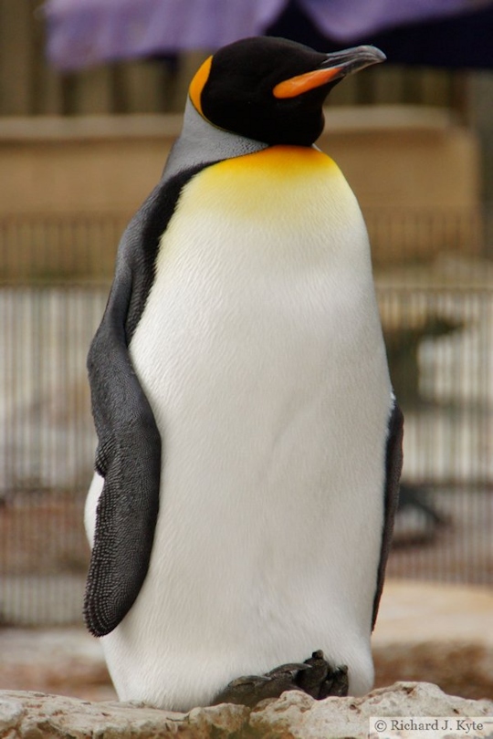 King Penguin, Birdland Park and Gardens, Gloucestershire