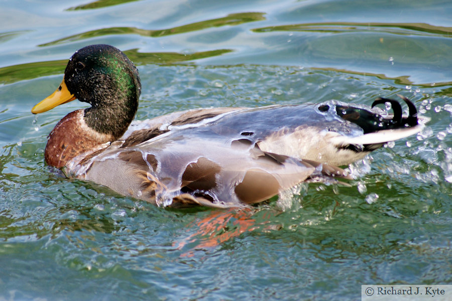Water off a Duck's Back, Swanage Mill Pond, Dorset