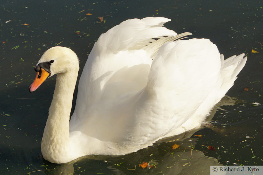 Mute Swan, Abbotsbury Swannery, Dorset