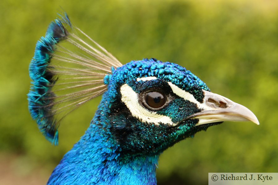 Peacock, Newark Park, Gloucestershire