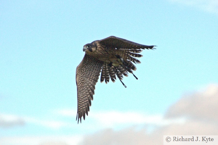Peregrine Falcon, Evesham Worcestershire