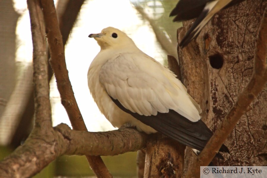 Pied Imperial Pigeon, Birdland Park and Gardens, Gloucestershire