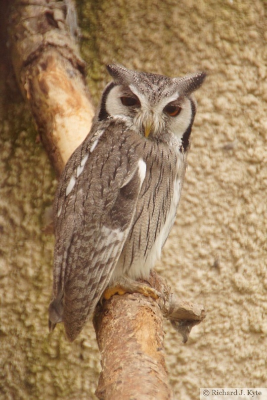 Southern White-Faced Owl, Birdland Park and Gardens, Gloucestershire