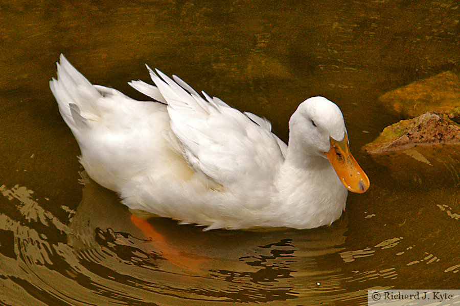 White Duck, Worth Matrevers, Dorset