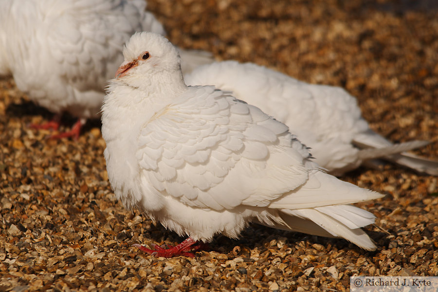 White Pigeon, Abbotsbury Swannery, Dorset