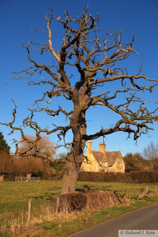 Tree, Didbrook, Gloucestershire