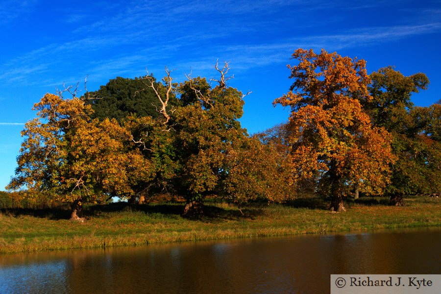 Autumn Trees, Charlecote Park, Warwickshire