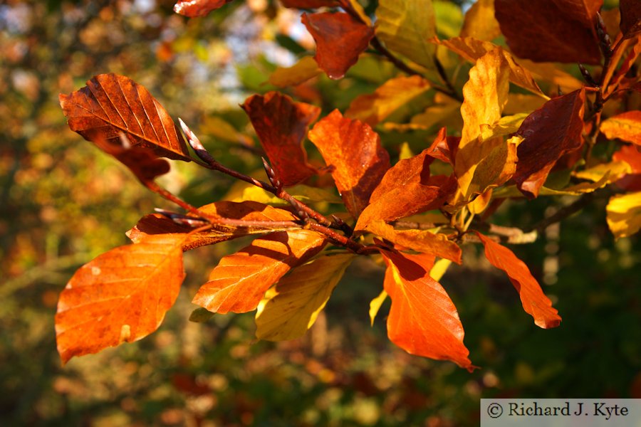 Autumn Leaves, Croome Park, Worcestershire
