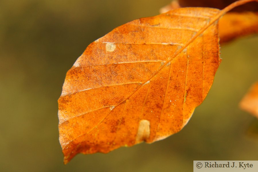 Autumn Leaf, Croome Park, Worcestershire