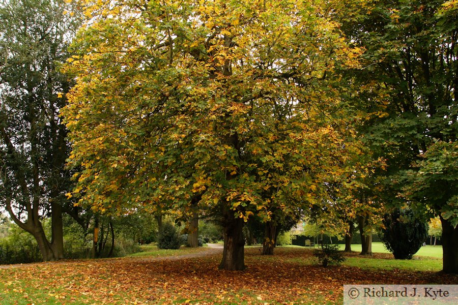 Autumn Tree, Coughton Court, Warwickshire