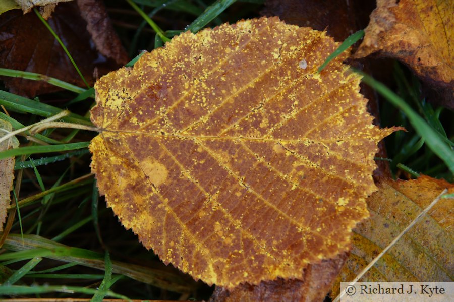 Autumn Leaf, Skenfrith, Monmouthshire