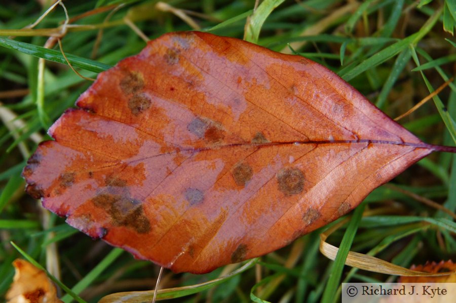 Autumn Leaf, Skenfrith, Monmouthshire