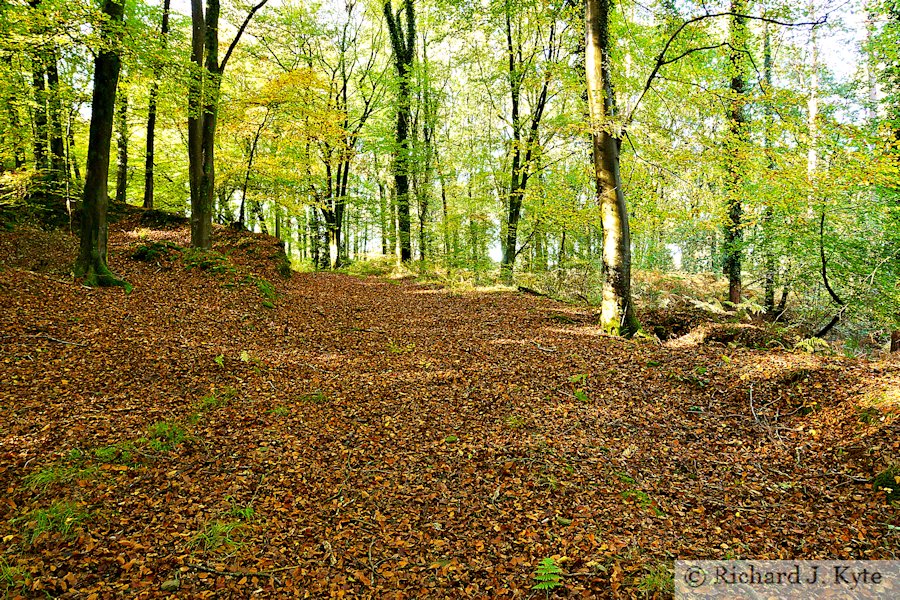 Autumn in the Forest of Dean, Gloucestershire