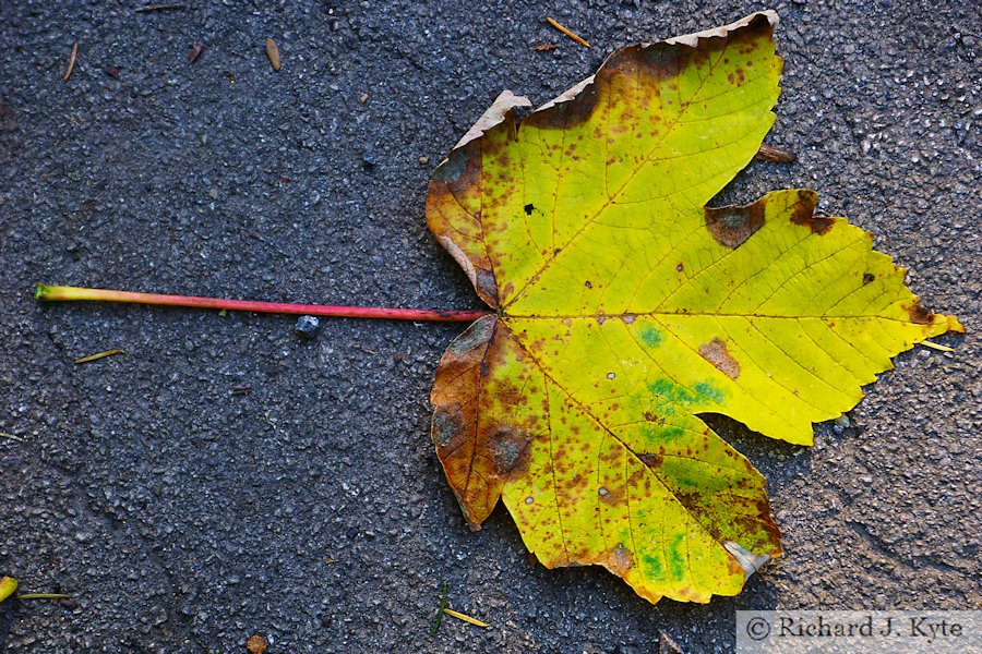 Autumn Leaf, Forest of Dean, Gloucestershire