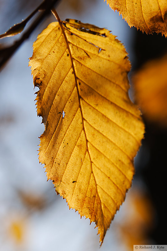Autumn Leaf, Waterside, Evesham, Worcestershire