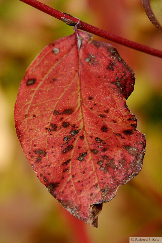 Autumn Leaf, "The Valley", Evesham, Worcestershire, 2022