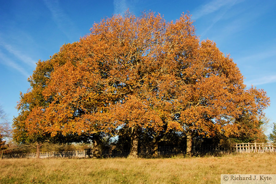 Autumn Tree, Charlecote Park, Warwickshire, 2023