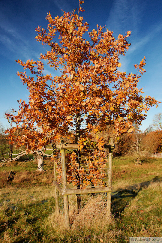 Autumn Tree, Charlecote Park, Warwickshire