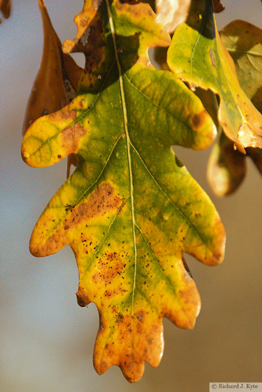 Autumn Leaf, Charlecote Park, Warwickshire