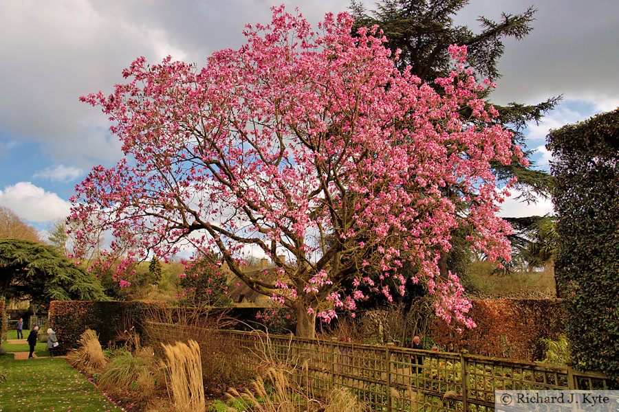 Tree, Winter Border, Hidcote Manor Garden, Gloucestershire