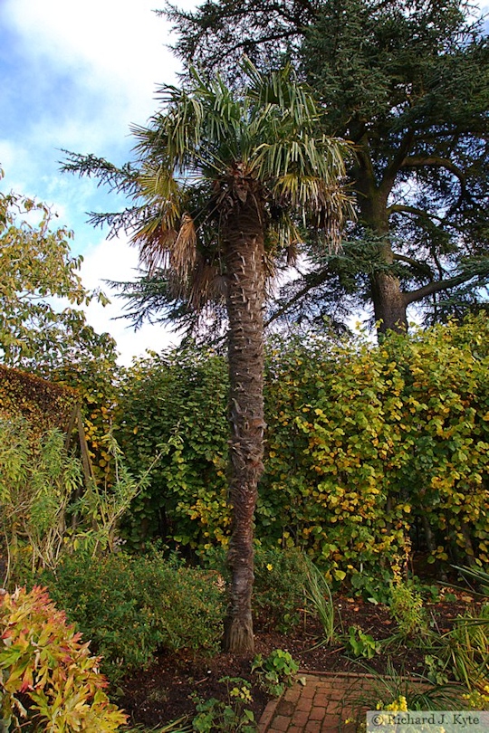 Palm Tree, Mrs Winthrop's Garden, Hidcote Manor Garden, Gloucestershire