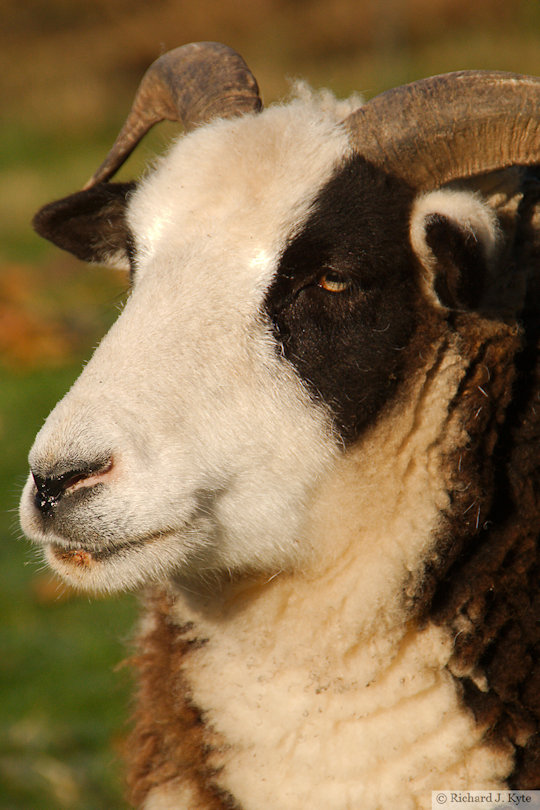 Jacob Sheep, Charlecote Park, Warwickshire