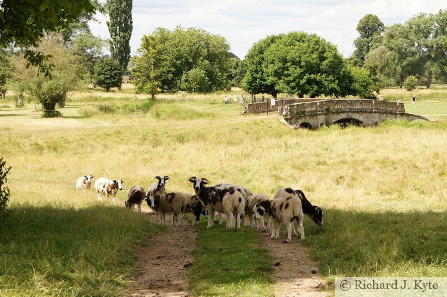 Jacob Sheep in the parkland, Charlecote Park, Warwickshire