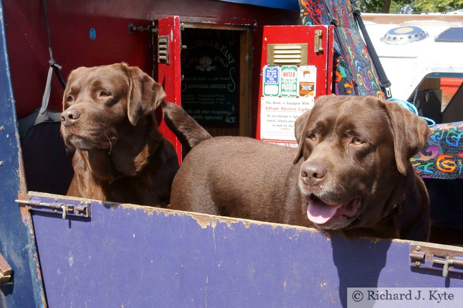 "It's a Dog's Life in the Crew of the Bewdley Jester", Evesham River Festival 2011