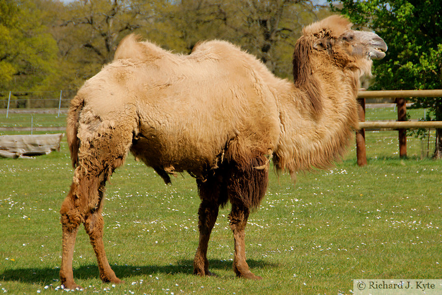 Bactrian Camel, Cotswold Wildlife Park, Oxfordshire