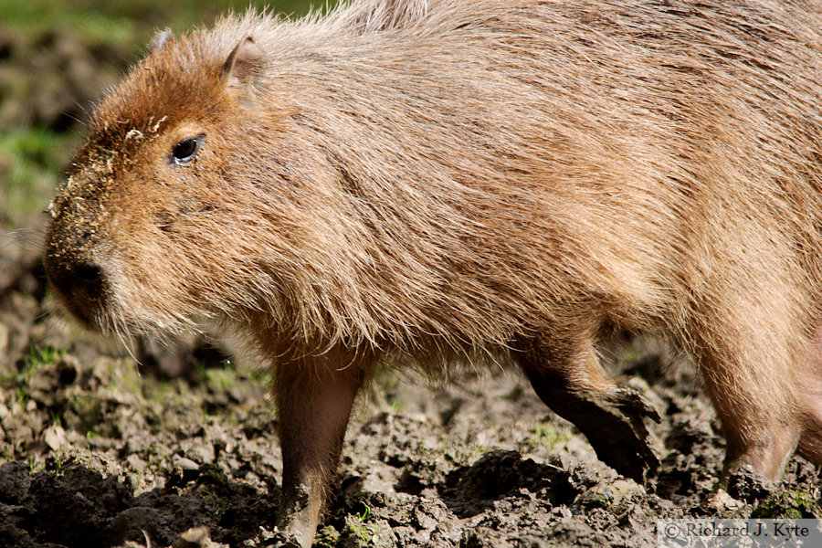 Capybara, Cotswold Wildlife Park, Oxfordshire