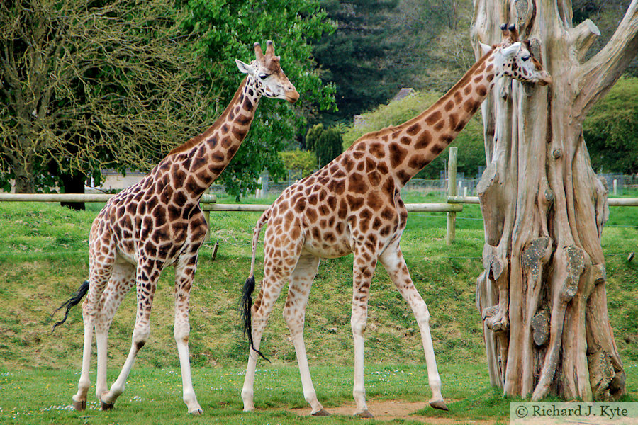 Giraffes, Cotswold Wildlife Park, Oxfordshire