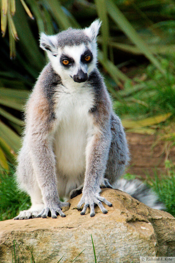Ring-tailed Lemur, Cotswold Wildlife Park
