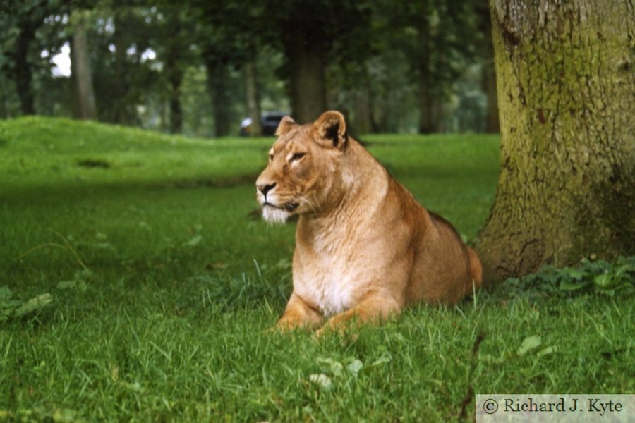 Lion, Longleat Safari Park
