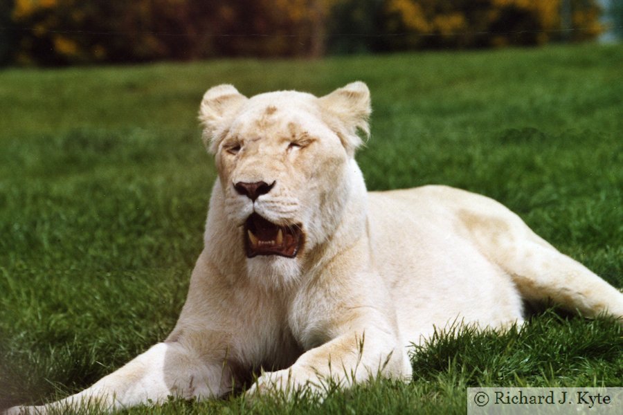 White Lion, West Midlands Safari Park
