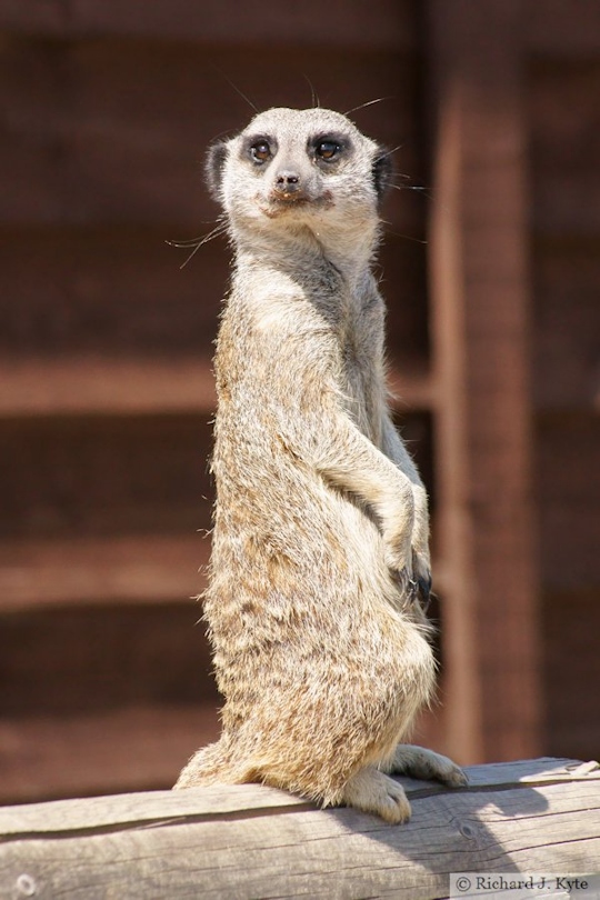 Slender-tailed Meerkat, Ark Animal Sanctuary