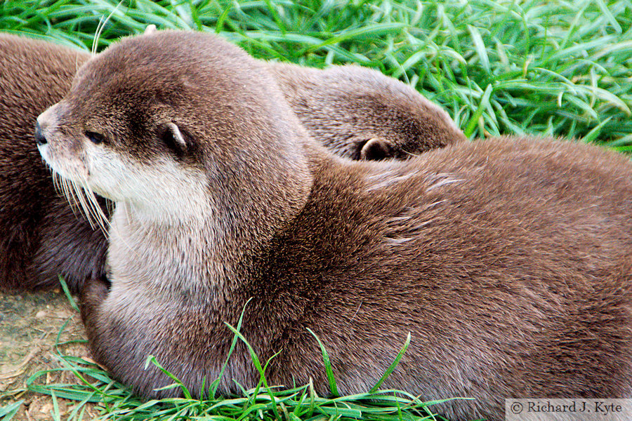 Asian Short-clawed Otter, Cotswold Wildlife Park, Oxfordshire