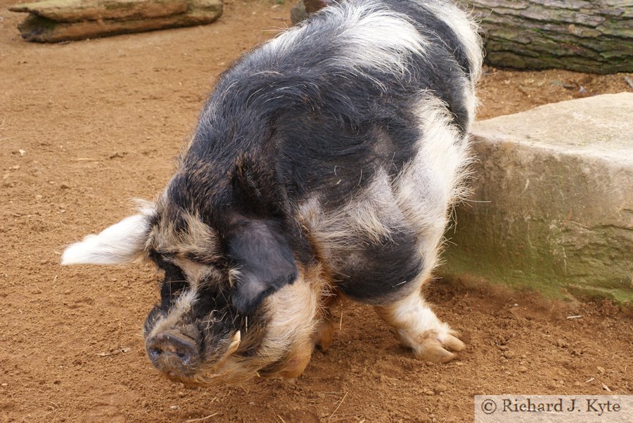 Morris the Kune Kune Pig, Cotswold Wildlife Park