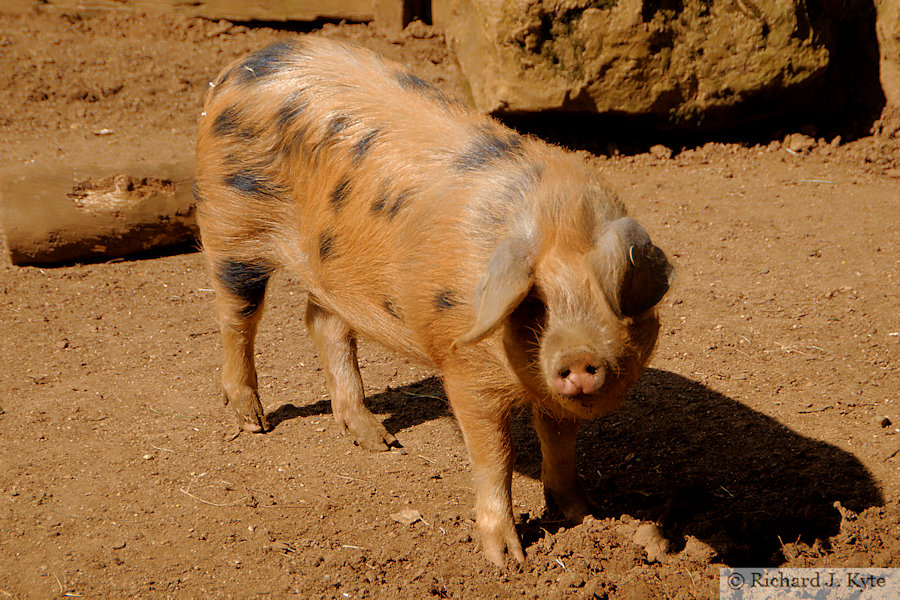 Oxford Sandy and Black Pig, Cotswold Wildlife Park, Oxfordshire