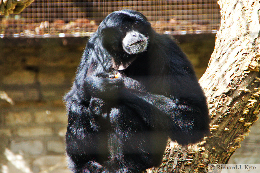 Siamang, Cotswold Wildlife Park, Oxfordshire