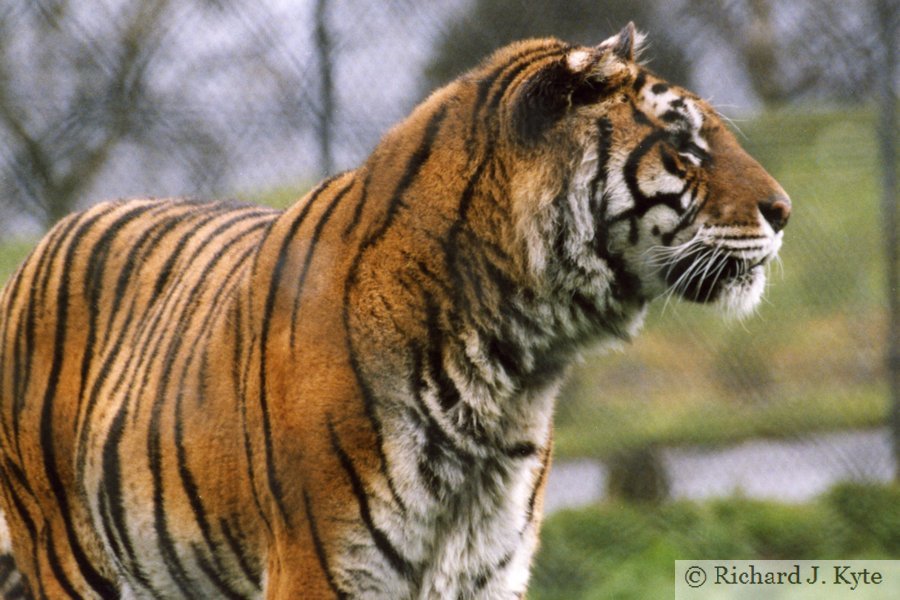 Bengal Tiger, West Midland Safari Park