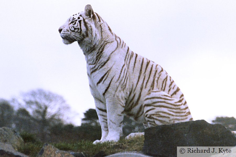 White Tiger, West Midland Safari Park