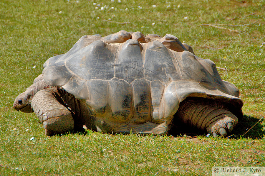 Aldabra Giant Tortoise, Cotswold Wildlife Park, Oxfordshire