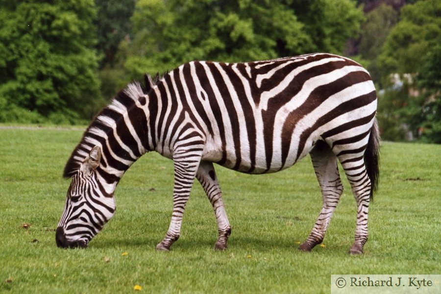 Burchills Zebra, West Midland Safari Park