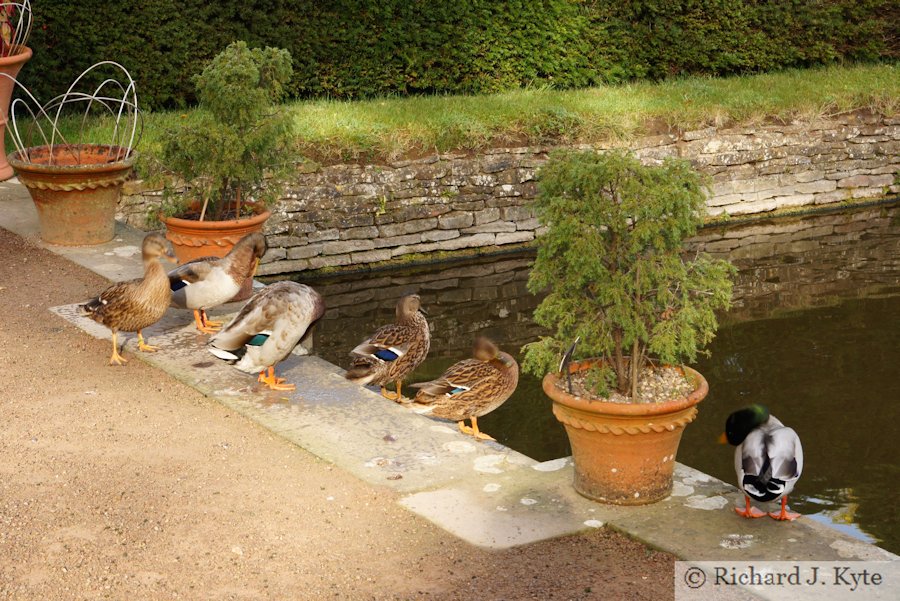 Ducks, The Long Canal, Westbury Court Garden, Gloucestershire