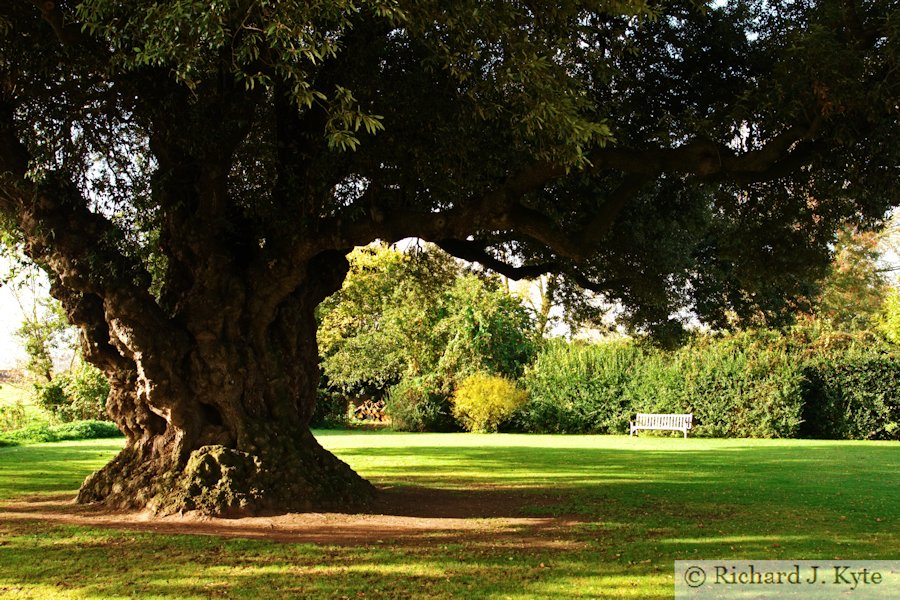 Holm Oak, Westbury Court Garden, Gloucestershire