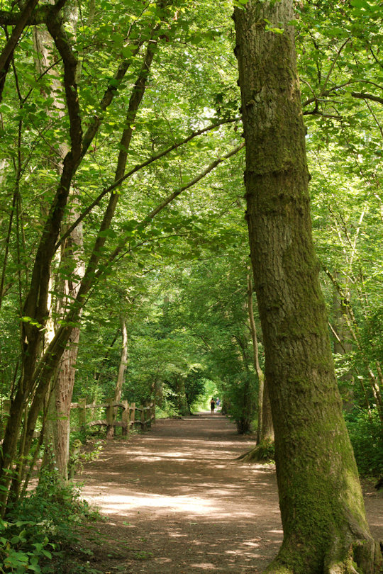 Nunnery Woods, Worcester, Worcestershire