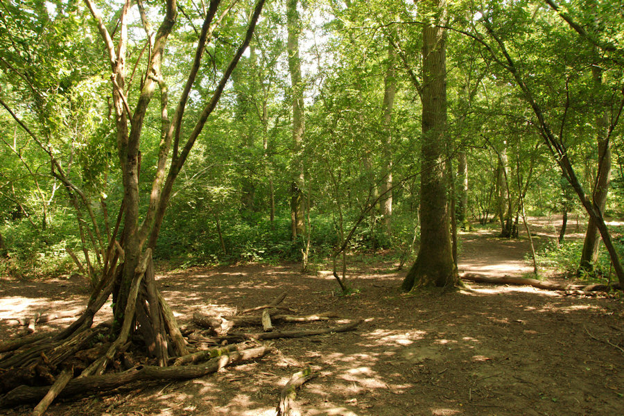 Nunnery Woods, Worcester, Worcestershire
