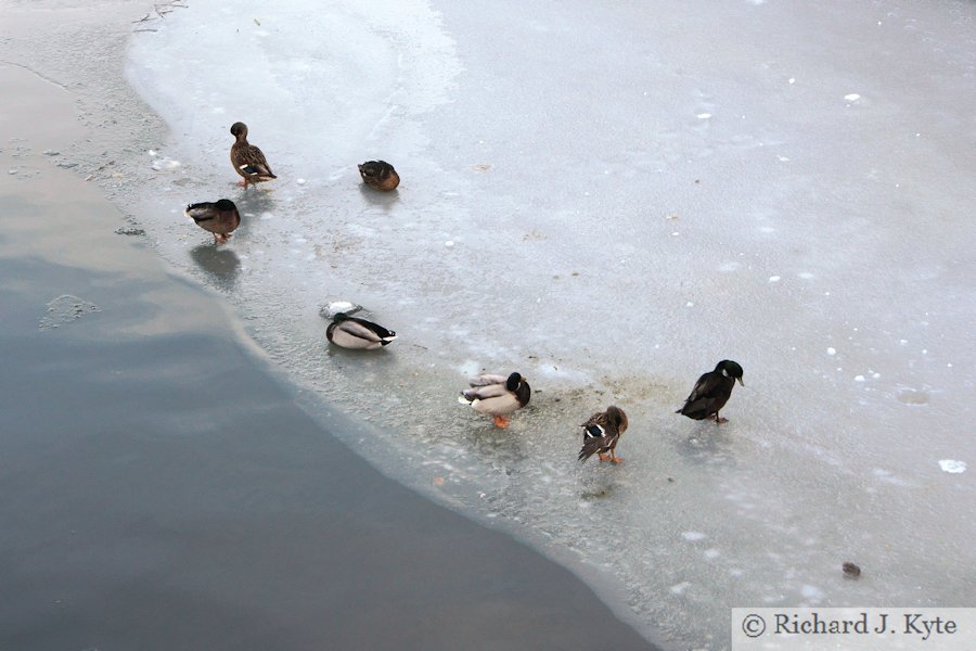 Ducks on a frozen River Avon, Evesham, Worcestershire